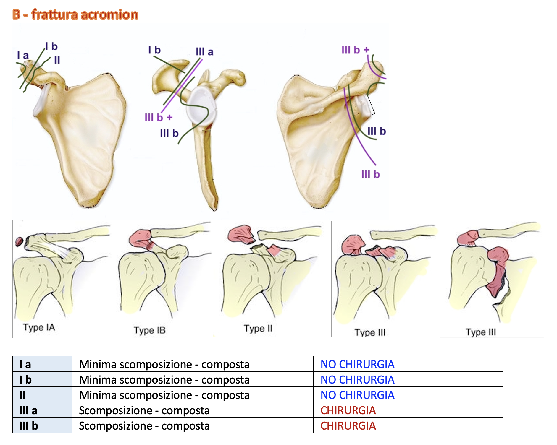 scapola