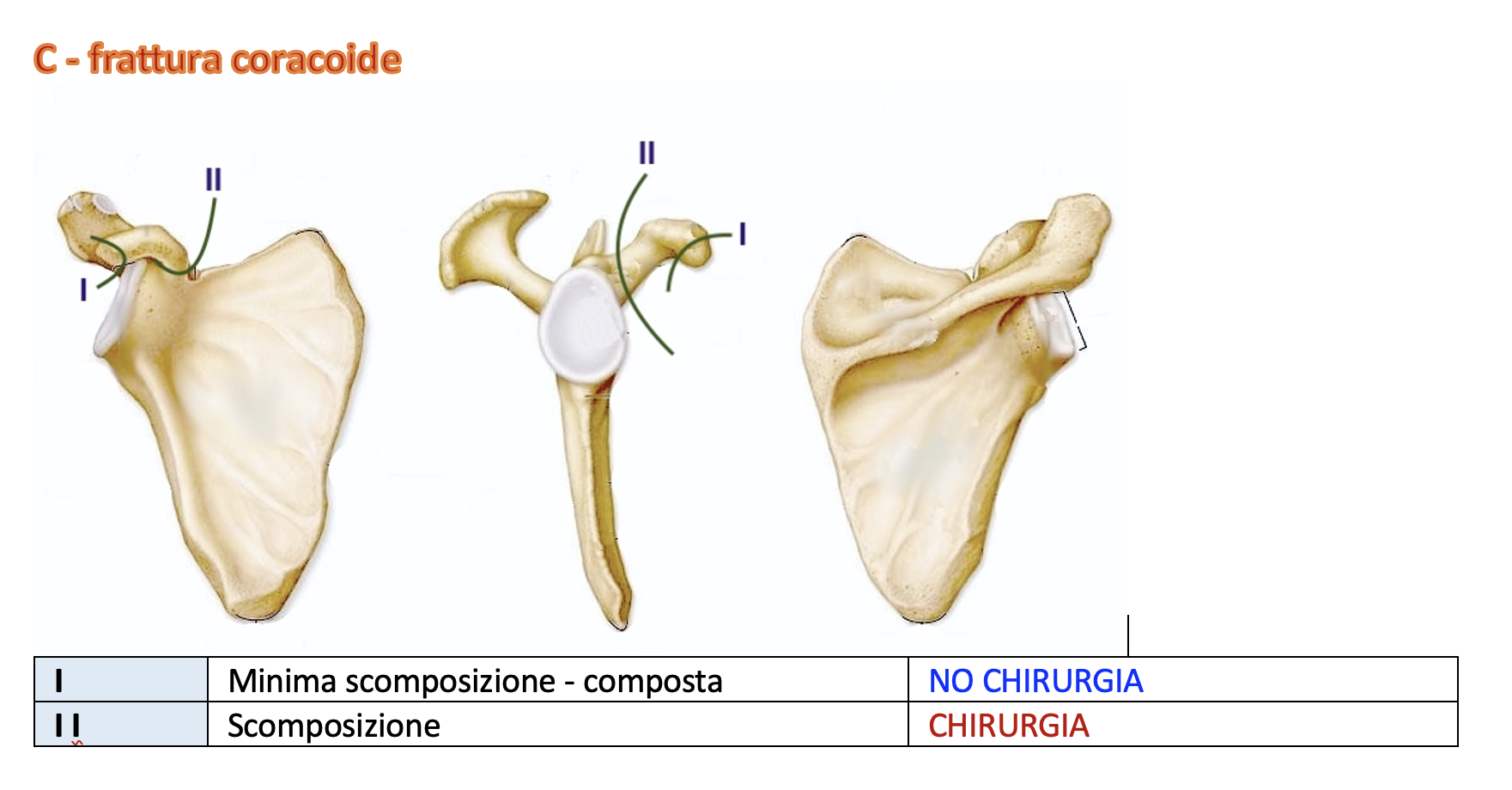 scapola