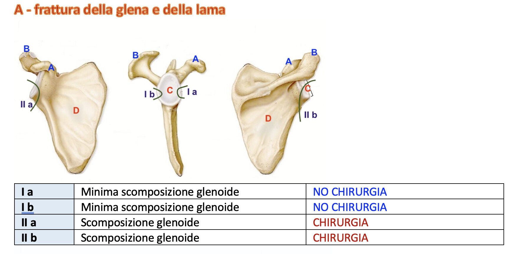 cropped scapola 1 1