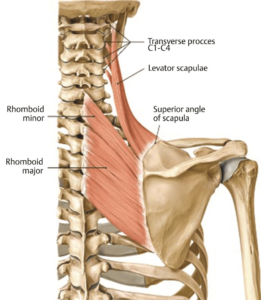 Anatomy of levator scapulae muscle