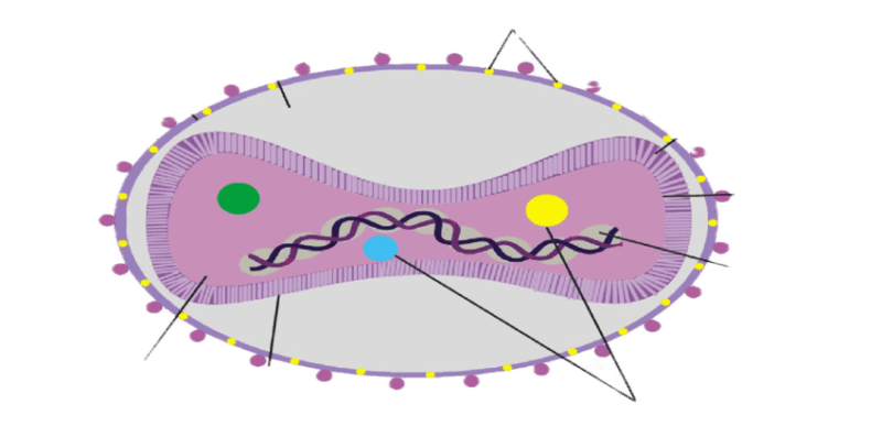 virus vaiolo