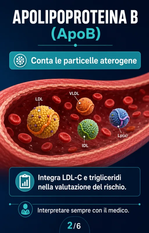 Vivere meglio e più a lungo - Ecco i 5 parametri che rivelano come stai davvero 1 apoproteina